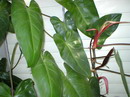 climbing philodendron